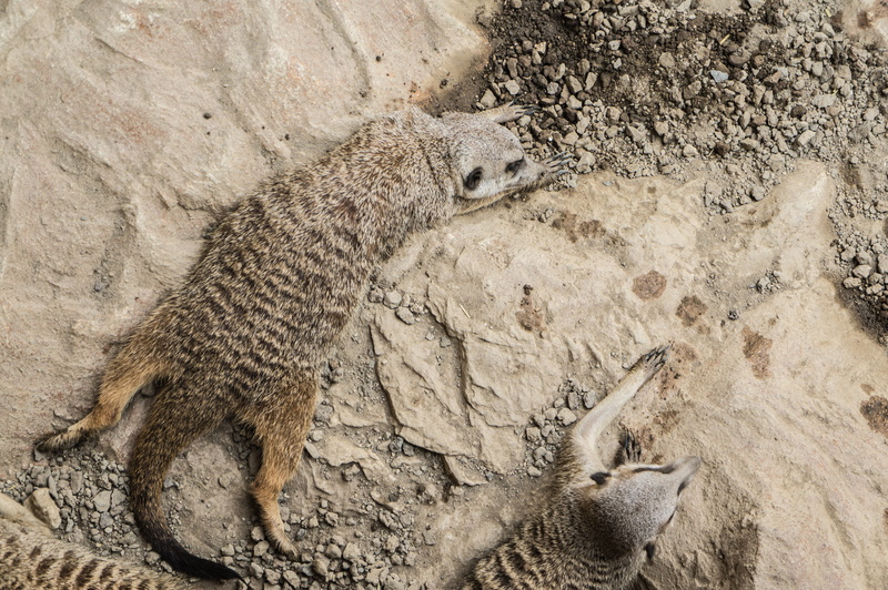 hanging around, sleeping, south africa, parc merveilleux, sunday, close-up, animal themes, lying around, mammal, meerkat, africa, rock - object, desert