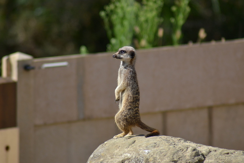 animal themes, jersey zoo enclosure, rock - object, focus on foreground, alpha, solid, Simples, African, mongoose family, durrell wildlife park, rock, outdoors