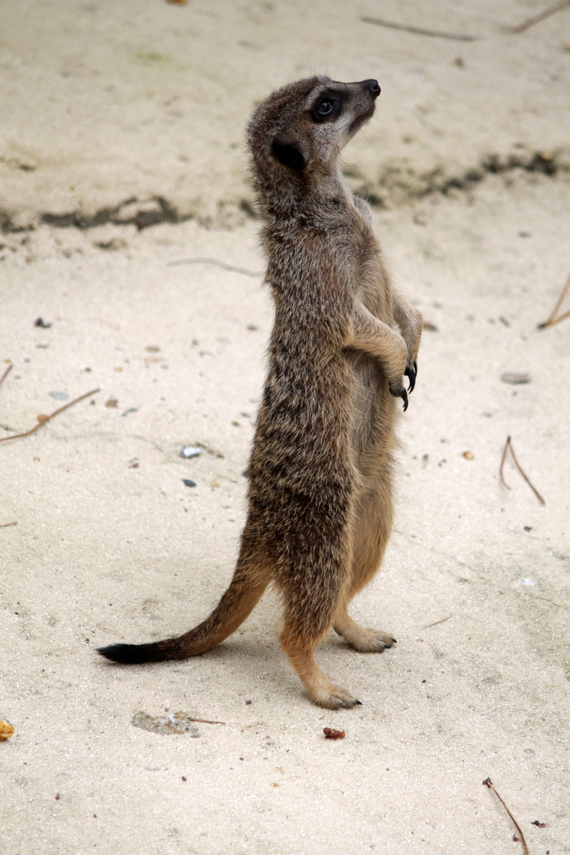 nature, land, one animal, animal themes, vertebrate, rodent, animals in the wild, animals, day, animal wildlife, no people, fur, 4K, looking away, animal