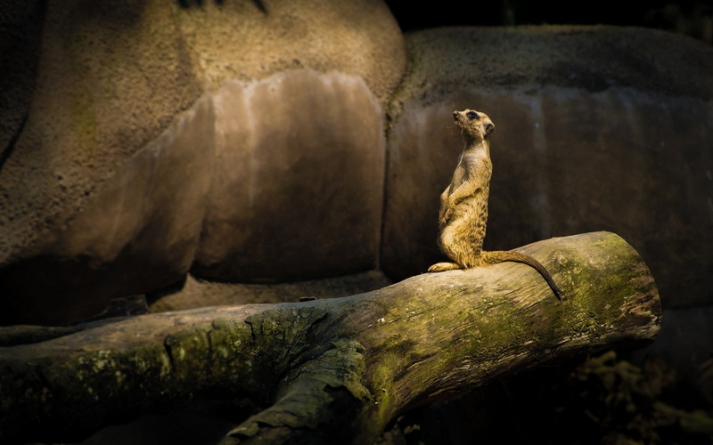 animal, suricate, reptile, animals in the wild, rock, mammal, animal themes, tree, solid, focus on foreground, nature, zoo, zoology, photo, day