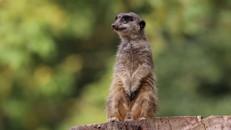 suricate, meerkat, 8K, wildlife, fauna, cute