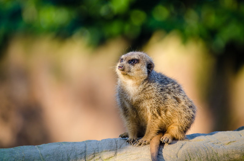 rock - object, suricate, wildlife, vertebrate, family herpestidae, africa, landscape, looking, solid, cute, outdoors, nature, animal, focus on foreground