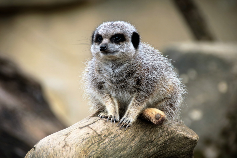 tree, attention, mammal, one animal, botswana, carnivore, portrait, nature, conservation, 5K, solid, small, animal themes, meerkat, lookout, rock - object