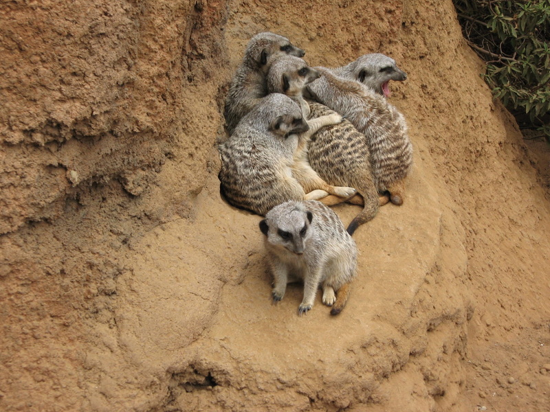 animal, animals, day, no people, group of animals, 1080P, carnivora, animal themes, nature, togetherness, animal family, herpestidae, animal wildlife
