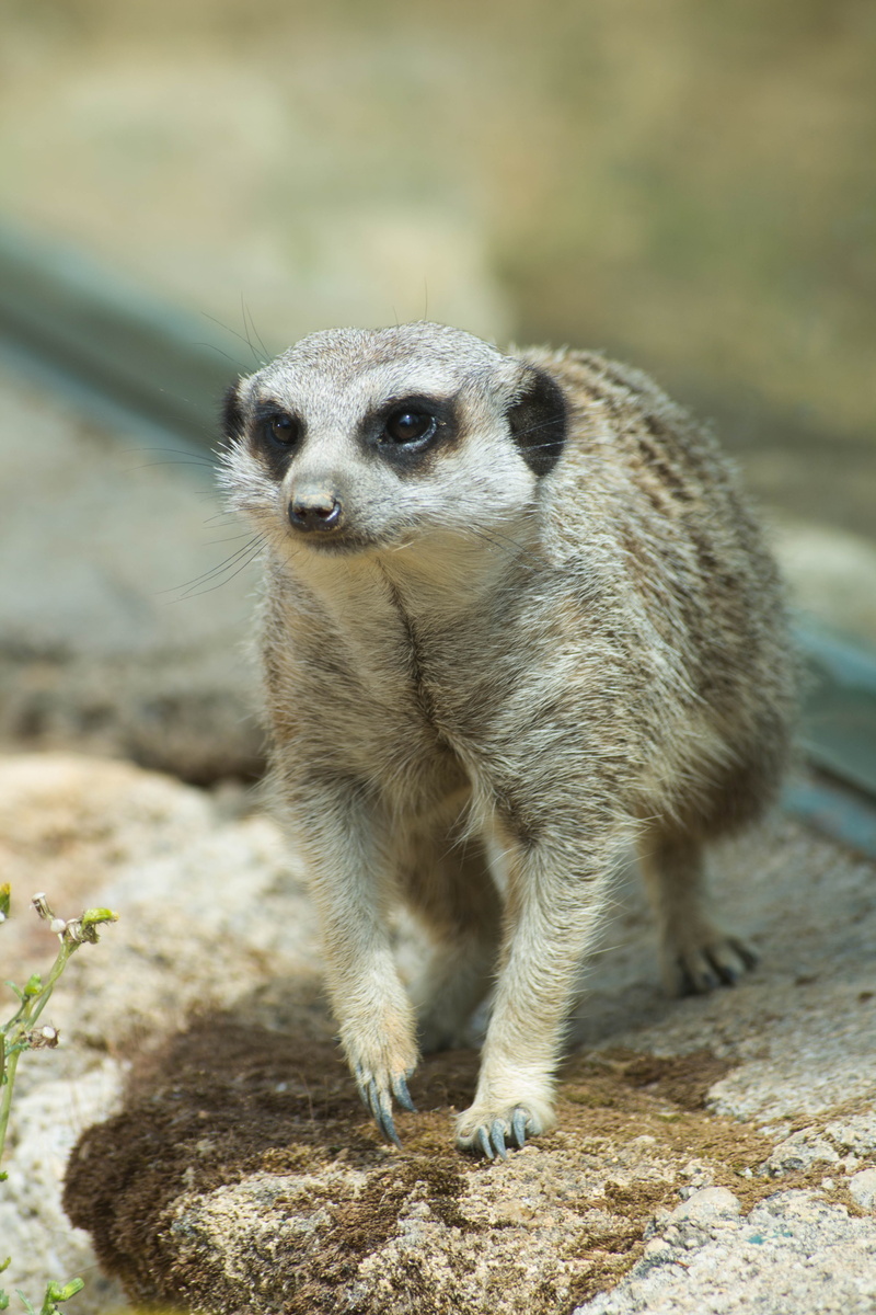 no people, Animals, day, standing, Nature, mongoose, solid, animal, animals In The Wild, mammal, one animal, rock - object, portrait, cute, land, focus on foreground