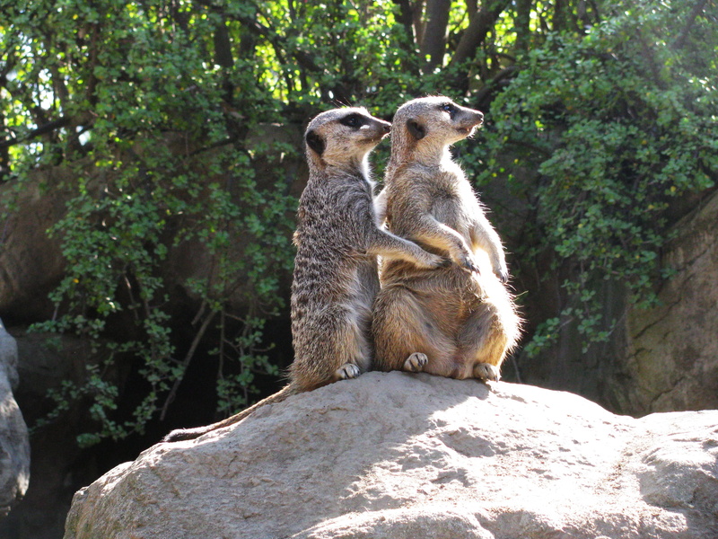 animal wildlife, companions, watchful, hug, animal, funny, tree, suricata, animal themes, vertebrate, love, daytime, suricate, suricatta, Brown, sloths