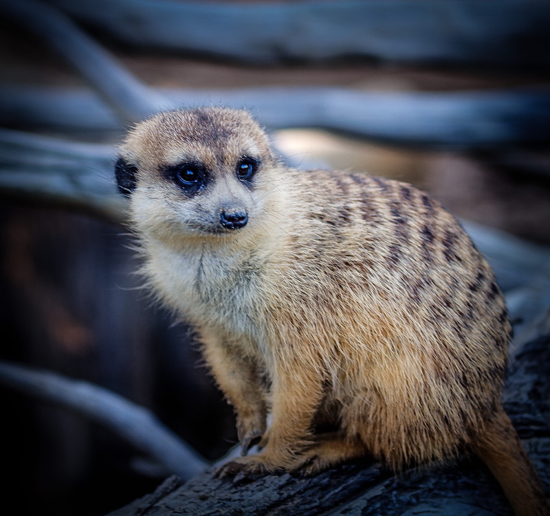 brown, striped mongoose, whisker, mammal, photo, looking at camera, nature, one animal, day, focus, no people, focus on foreground, hair, wildlife, animal wildlife