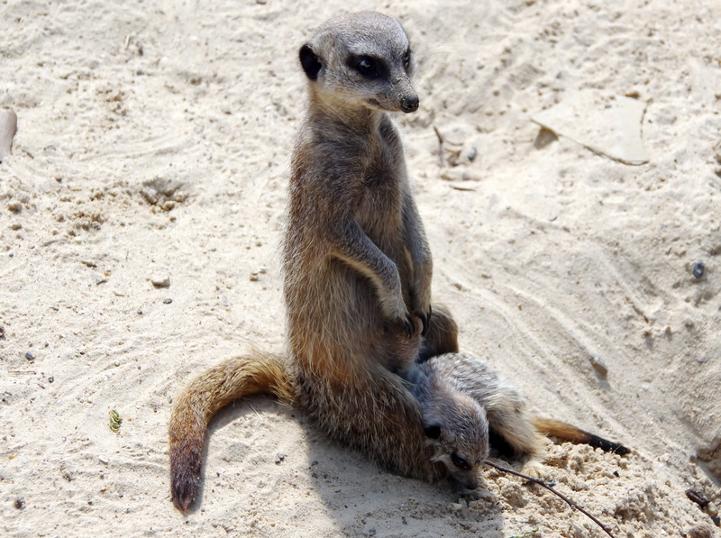 petit, sitting, land, vertebrate, meerkat, outdoors, fauna, maternity, sentinel desert, one animal, 2K, suricata suricatta, mammal, solid, nature, animal