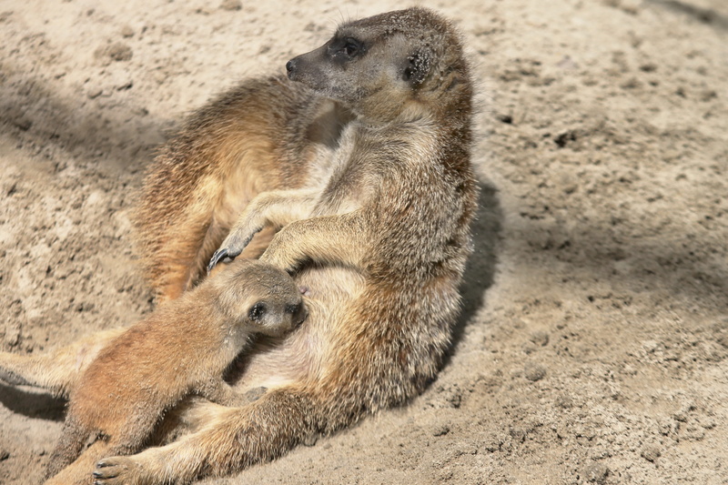 mammal, togetherness, small, two animals, mongoose, meerkat young, wildlife photography, sucking, soil, young, sand, sitting, 4K, baby, suricate, animal family