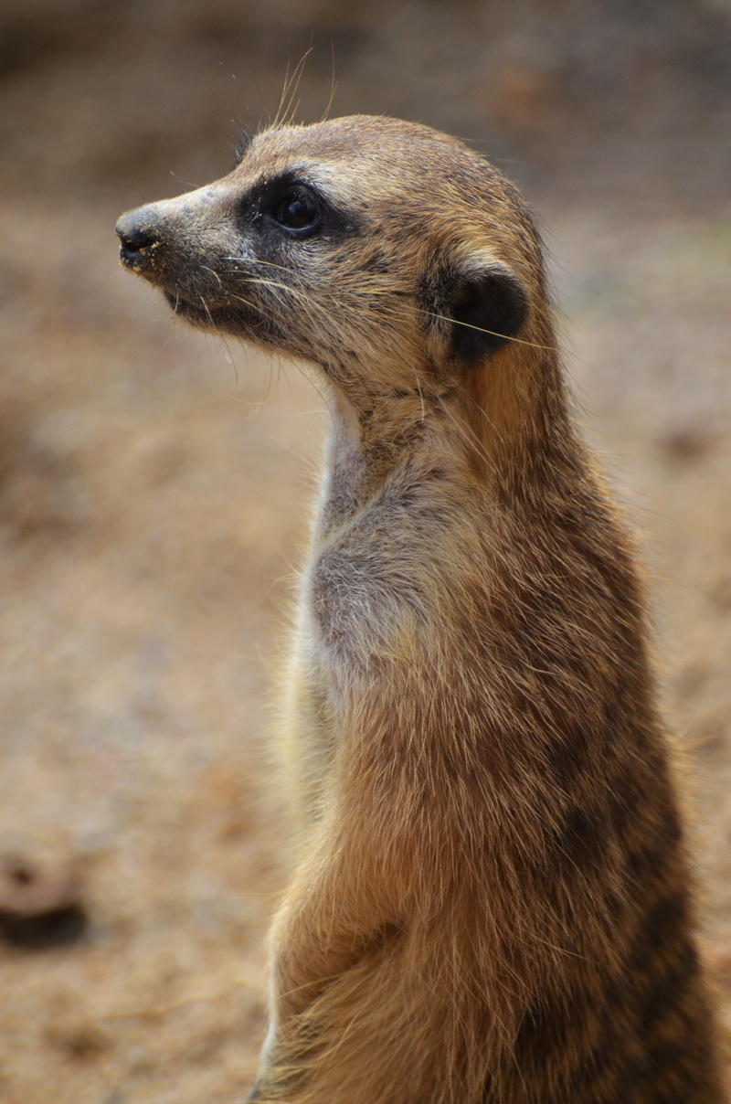 animal wildlife, focus on foreground, safari, whisker, african, animals, animal, 4K, africa, mongoose, outdoors, vertebrate, family herpestidae, suricate