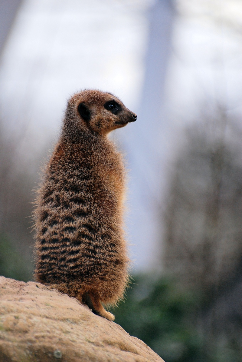 looking away, nature, wildlife, lookout, desert, solid, meerkat, suricate, rock, guard, day, rock - object, close-up, animal, looking, full length, animals in the wild