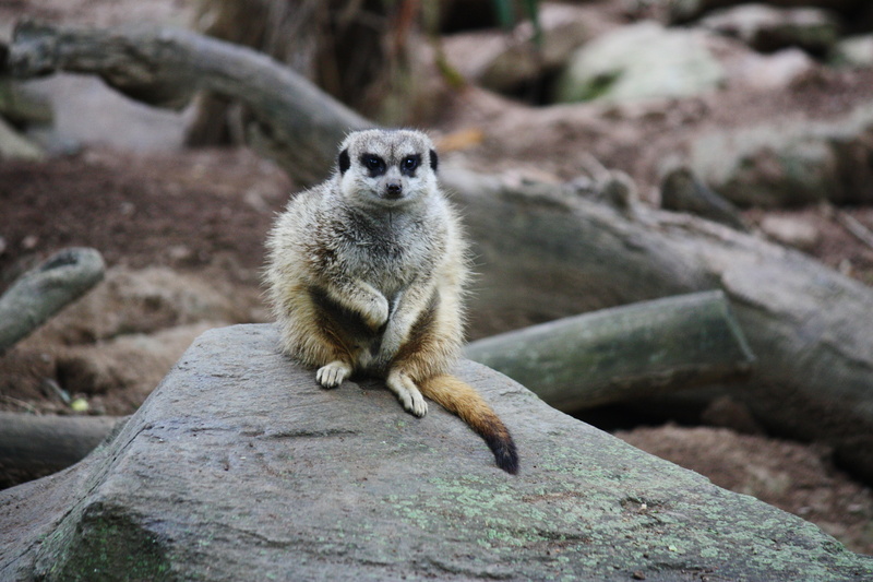 nature, looking, day, animal, animal wildlife, rock, suricata suricatta, animals in the wild, mammal, rock - object, mongoose, 4K, focus on foreground