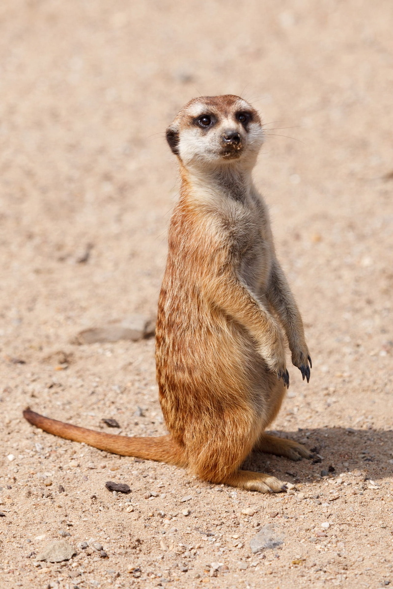 sand, alertness, 1080P, no people, coat, looking, outdoors, suricate, full length, day, land, brown, standing, animal wildlife, wildlife, animals in the wild