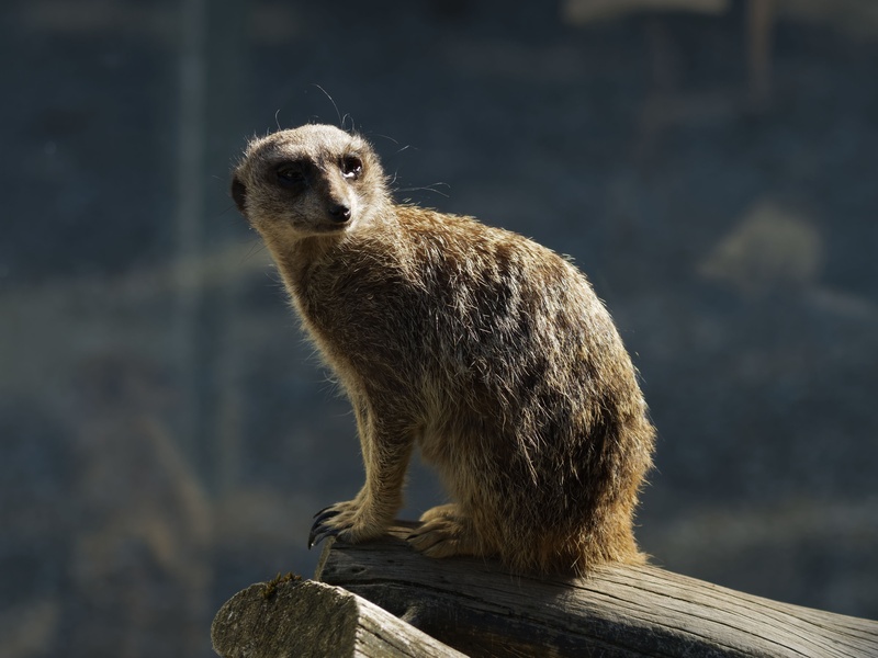 animal, mammal, day, sitting, animal themes, mammals, suricate, one animal, wild animals, vertebrate, 4K, focus on foreground, rock, solid, meerkat, diurnal