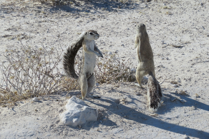 standing, togetherness, domestic animals, two animals, no people, animal family, squirrel, bushy, tail, grey, vertebrate, animal wildlife, animal themes