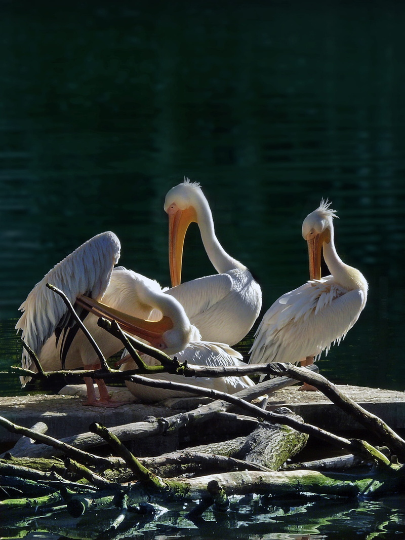 animal, animal themes, white color, 1080P, Pelicans, animal wildlife, togetherness, lake, Birds, sunlight, group of animals, aqua, bird, tiergarten, day