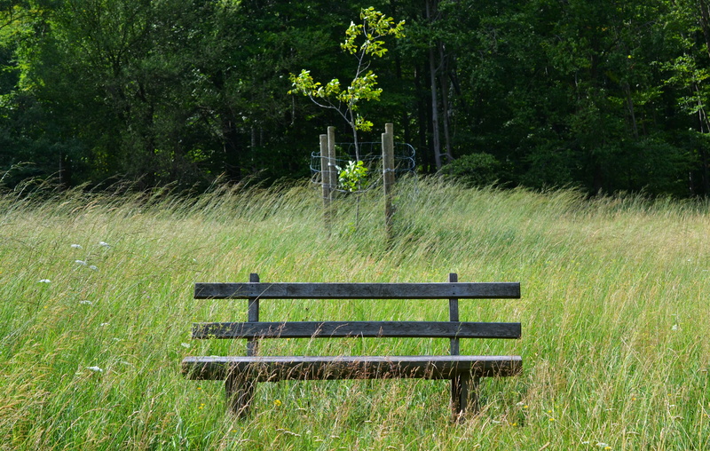 Wind, rest pause, park, day, wooden bench, empty, tranquility, meadow, growth, tree, 4K, outdoors, absence, park - man made space, nature, wood, bench