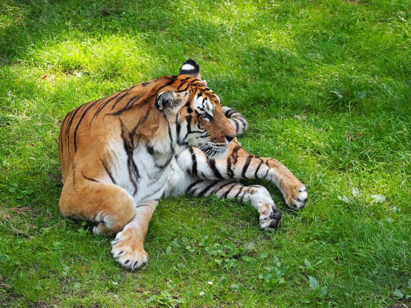 Serengeti Park, big cat, tiergarten, land, Cat, germany, animal wildlife, relaxation, field, mammal, striped, plant, animal, grass, green color, Predator