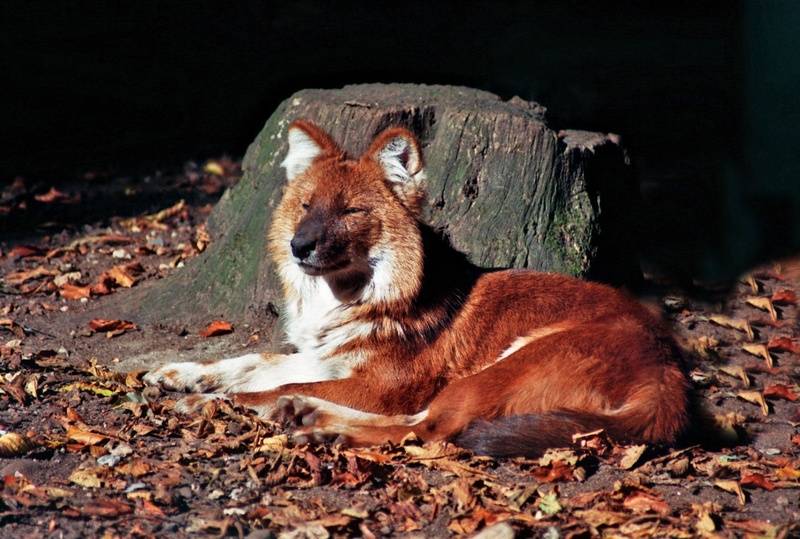 change, deer park, dog, looking, vertebrate, pack, zoo, predator, nature, canine, animal, animal world, leaf, domestic, tiergarten, domestic animals, pets