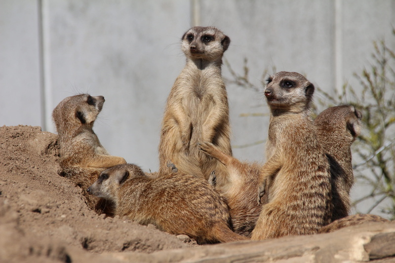 tiergarten, no people, animal wildlife, nature, meerkat, day, looking, guard, cute, vertebrate, animal themes, mammal, sitting, 5K, animal family, animals in the wild
