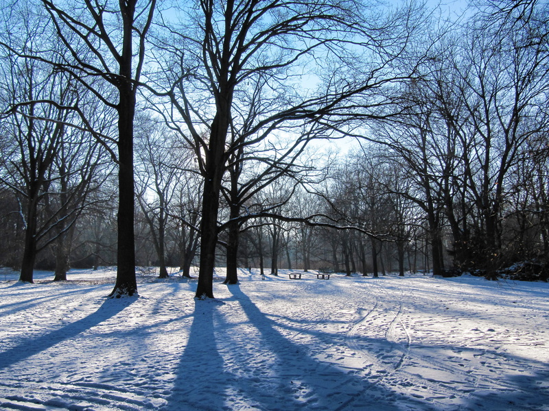 mood, tranquility, bare tree, tranquil scene, snow, tree, trees, scenics - nature, park, beauty in nature, cold temperature, snowy, no people, outdoors