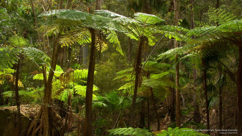 park, carnarvon, Oceania, national, gorge, 2K, australia, queensland