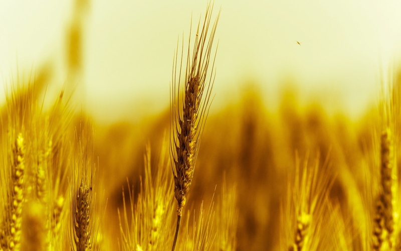 Wheat, Photography, leaf, brown, Macro, 1080P, plants, Gold