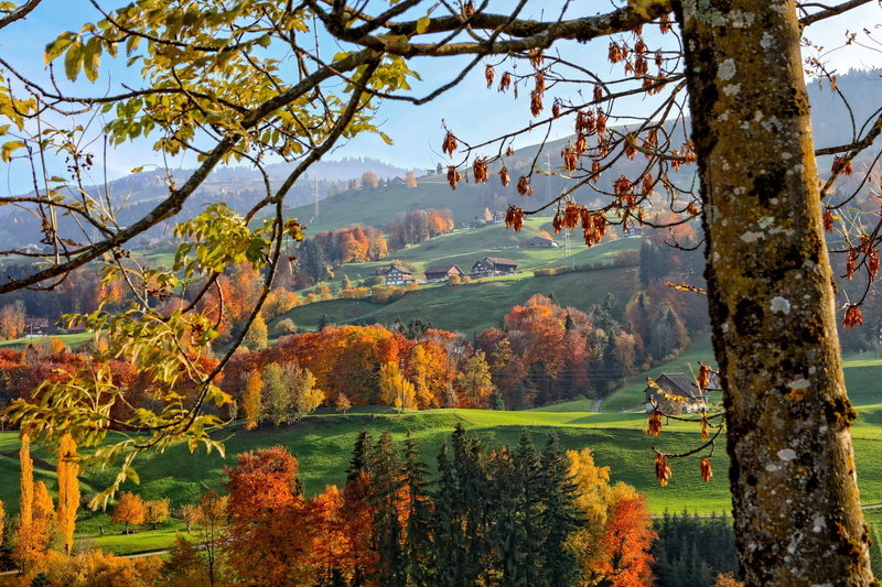 Alps, slope, home, trees, 1080P, autumn, mountains