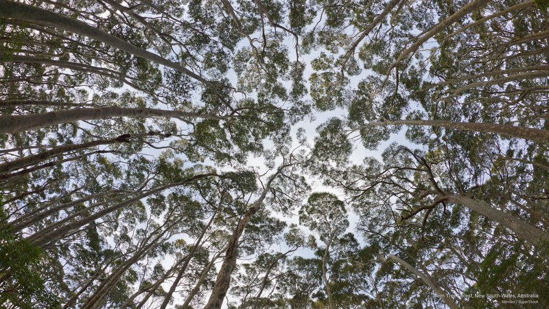 gum, 2K, forest, wales, south, tree, new, Oceania, australia