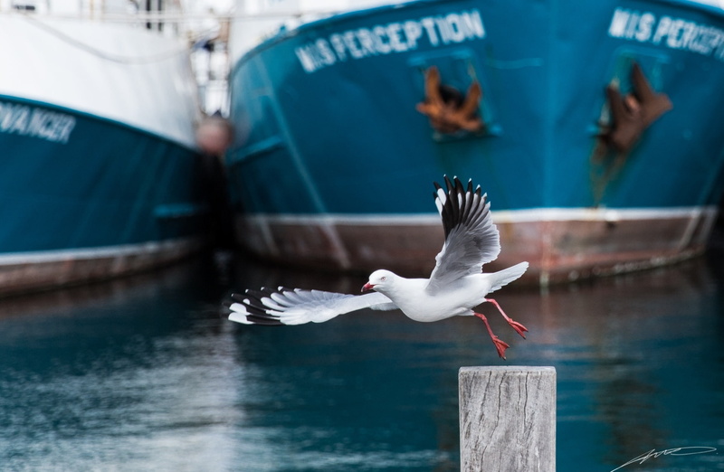 bird, Australia, 1080P, Port, Western, water, Oceania, nature, spread wings, vertebrate, nautical vessel, no people, animal, City, mode of transportation