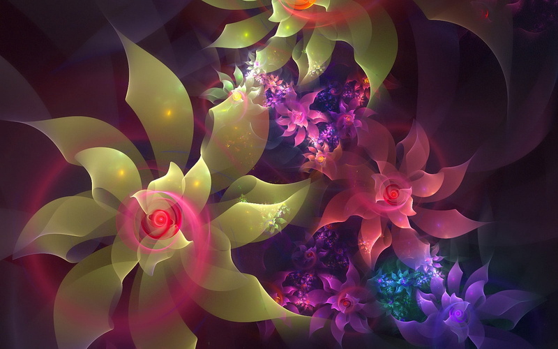 no people, flower arrangement, petal, line, curve, flower, vector, flower head, close-up, photographic Effects, indoors, flowering plant, pink, vulnerability