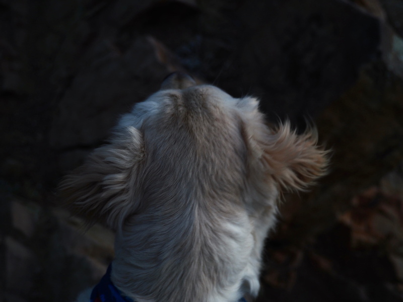 nature, hair, no people, one animal, domestic animals, canine, animal head, friend, mammal, close-up, everwildme, domestic, animal themes, curiosity, ever wild