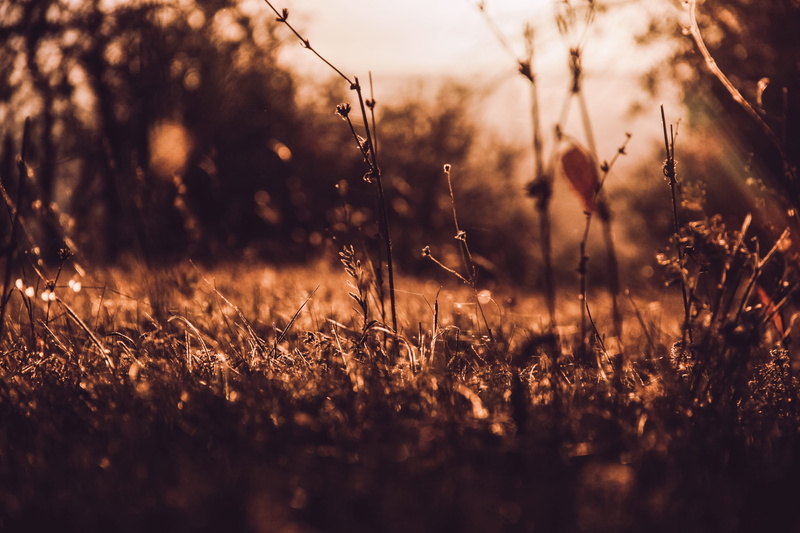 tranquil scene, plants life, grass, no people, bugs life, growth, fragility, tree, live, dry, scenics - nature, childhood, beauty in nature, wild life