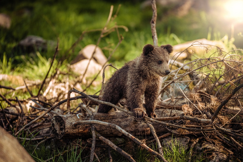 wild, animal world, forest, animal life, land, plant, nature, wood, animals, young animal, outdoor, animals in the wild, outdoors, one animal, wildlife