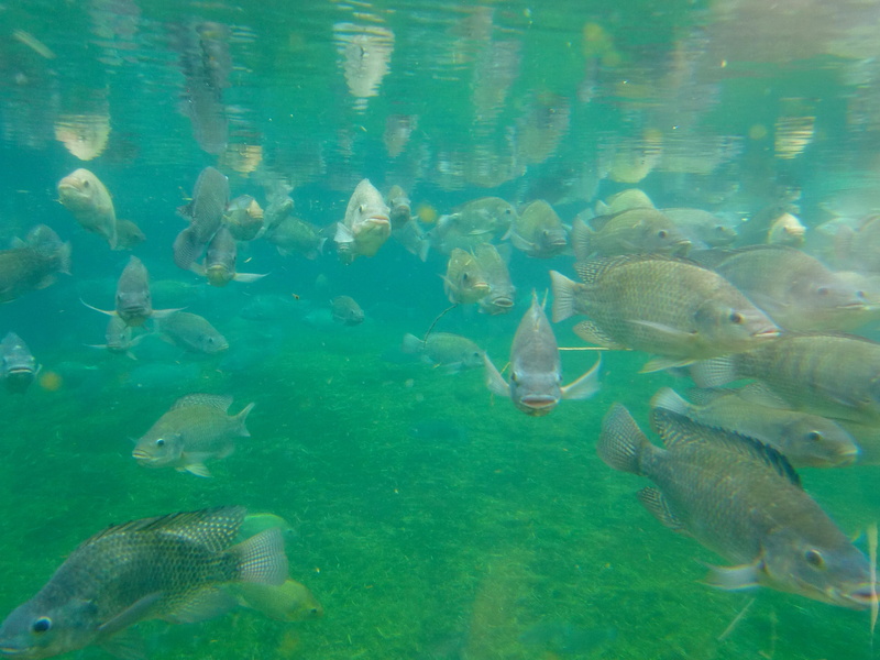 large group of animals, Aquarium, fish, animal themes, nature, school of fish, swimming, Fish Farming, undersea, day, sea, animal wildlife, animal, water