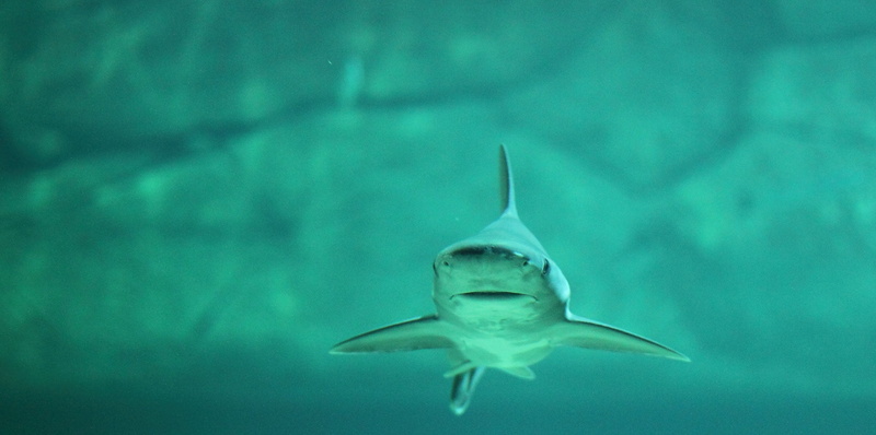 exhibition, animal wildlife, blue, swim, no people, animal themes, fish, underwater world, animals in the wild, underwater, sea, water, one animal, shark