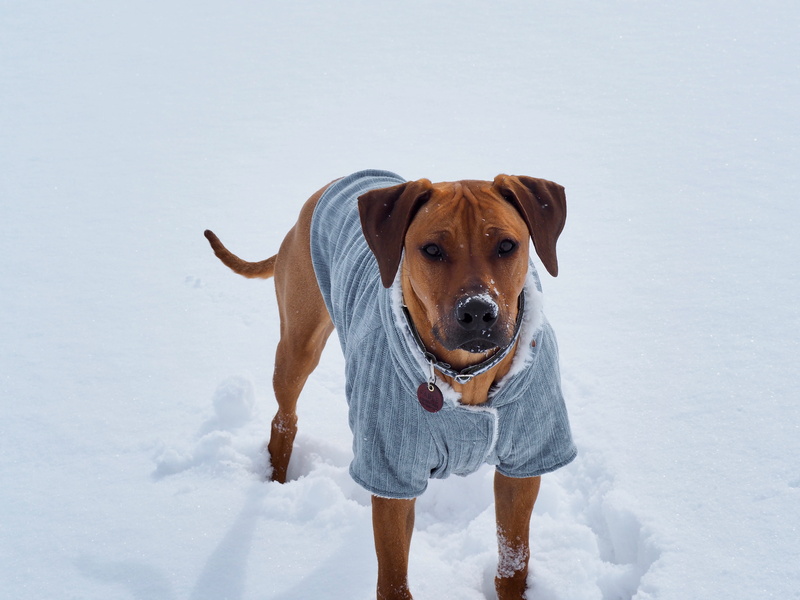 dog, looking, godly, mammal, everwildme, portrait, clothing, short, shirt, standing, grey, animal, looking at camera, pets, canine, beautiful man, coat