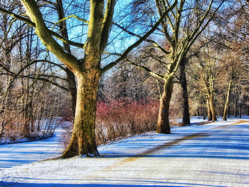 day, road, beauty in nature, plant, trunk, forest, no people, branch, berlin, tranquil scene, 2K, frost, away, nature, diminishing perspective, tiergarten