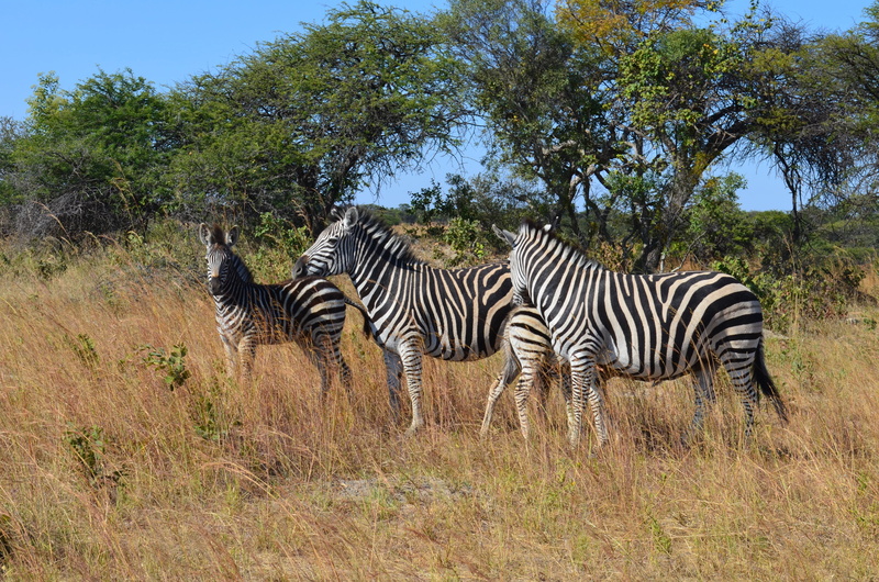 vertebrate, herd, zebras, outdoors, group of animals, zebra family, striped, land, africa, plant, animal wildlife, grazing, field, herbivorous, four, bush