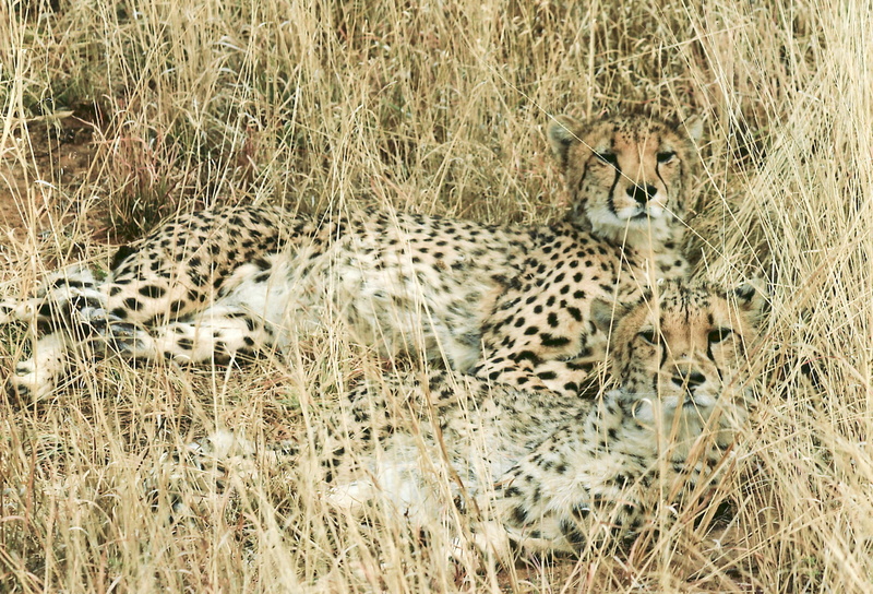 watching, serengeti National Park, safari, wildlife Reserve, masai Mara National Reserve, spotted, daytime, feline, nature, resting, grass, black and brown
