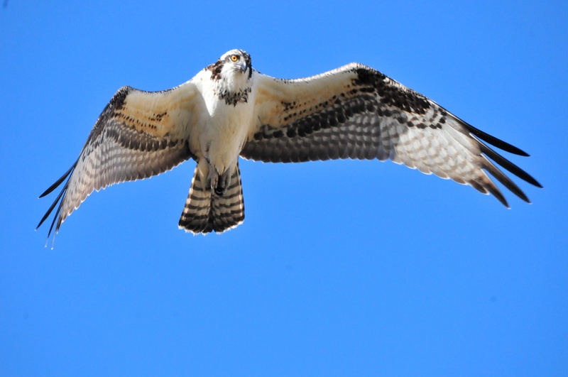 low angle, Seedskadee National Wildlife Refuge, nature, white, animal, low, flight, bird, refuge, bird of Prey, animal Wing, Nature  Conservation, national