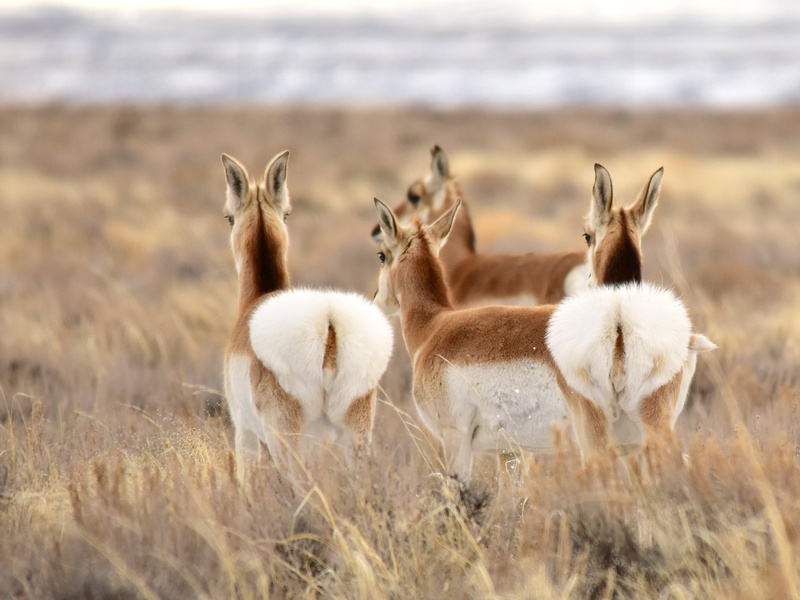 brown deer, Wyoming, U.S. FISH AND WILDLIFE SERVICE, Pronghorn, NATURE, wildlife, deer, Sage, daytime, animal, Steppe, Seedskadee National Wildlife Refuge
