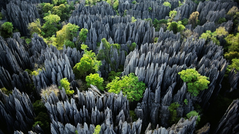 1080P, Madagascar, Trees, rock, nature, Tsingy De Bemaraha National Park, forest