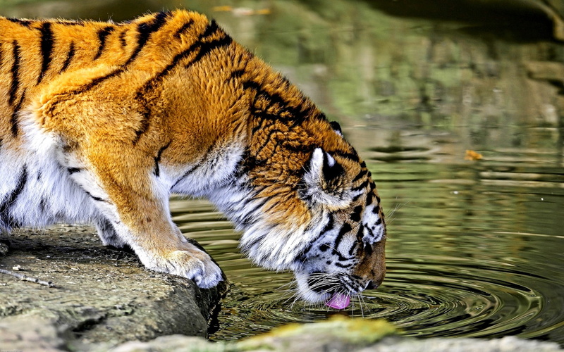 drinking, cat, day, no people, focus on foreground, vertebrate, animals in the wild, animal, mammal, animal wildlife, tiger, big cats, HDR, feline, water