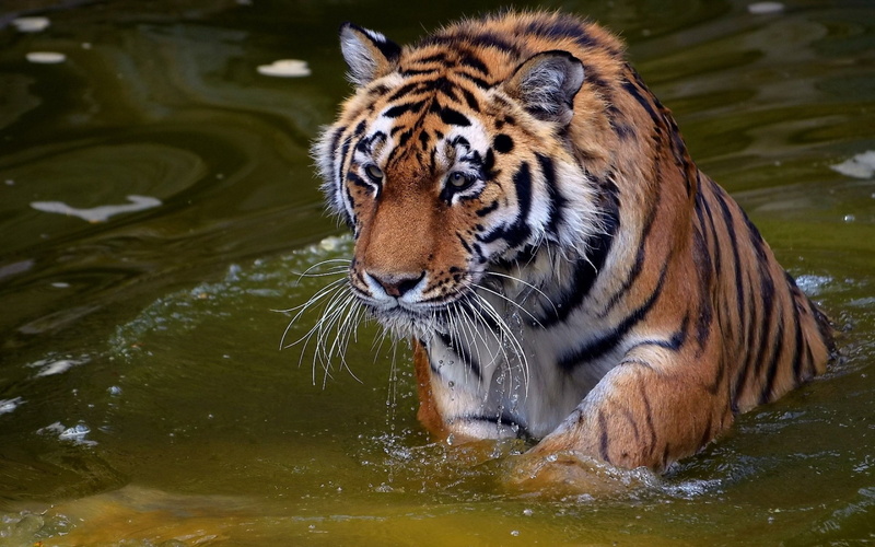 nature, animals, 1080P, tiger, water, big cats