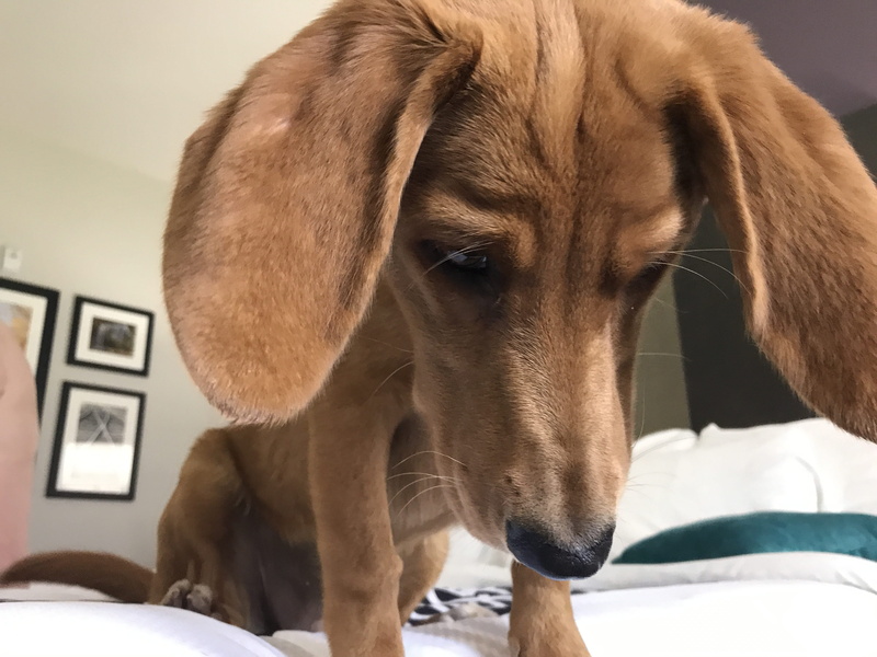 pets, focus on foreground, brown, mammal, looking down, one animal, canine, dachshund, la quinta inn and suites fairborn wright-patterson, dog, fairborn