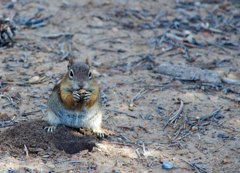 one animal, utah, animals in the wild, animal wildlife, rodent, chipmunk, focus on foreground, bryce canyon, alertness, nature, vertebrate, field, 2K