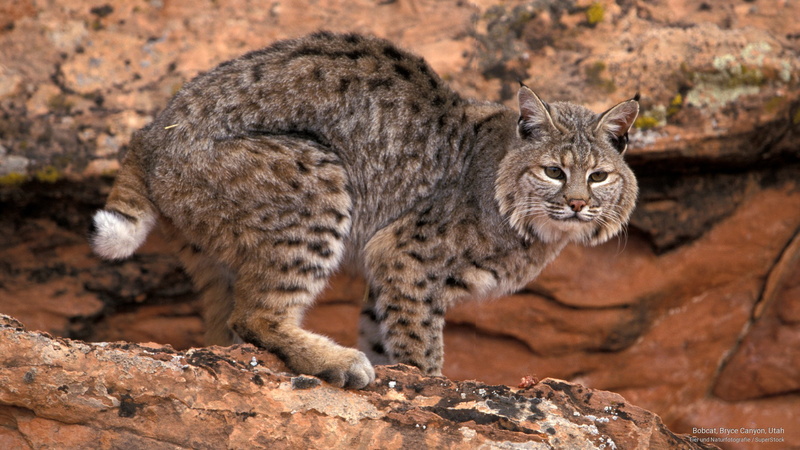 bobcat, 2K, Animals, utah, canyon, bryce