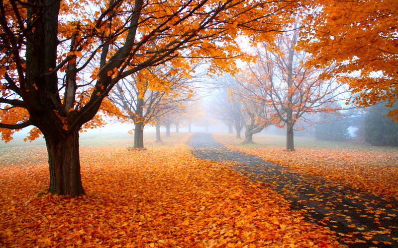 landscape, idyllic, tranquil scene, land, plant, fall, autumn collection, mist, falling, daylight, tree, fog, autumn, 2K, trees, non-urban scene, morning