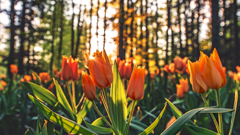 4K, Orange tulips, 4K, Sunrise, Morning